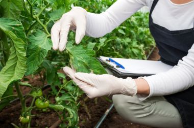 植物類黃酮代測檢測服務 植物類黃酮代測檢測服務