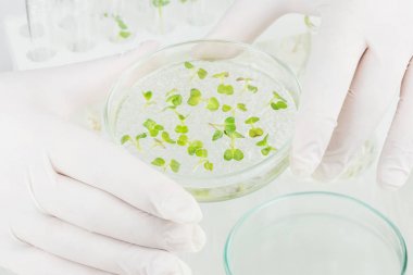 植物光合作用 - 乙醇酸氧化酶活性檢測試劑盒 植物光合作用 - 乙醇酸氧化酶活性檢測試劑盒