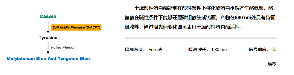 土壤酸性蛋白酶活性檢測試劑盒
