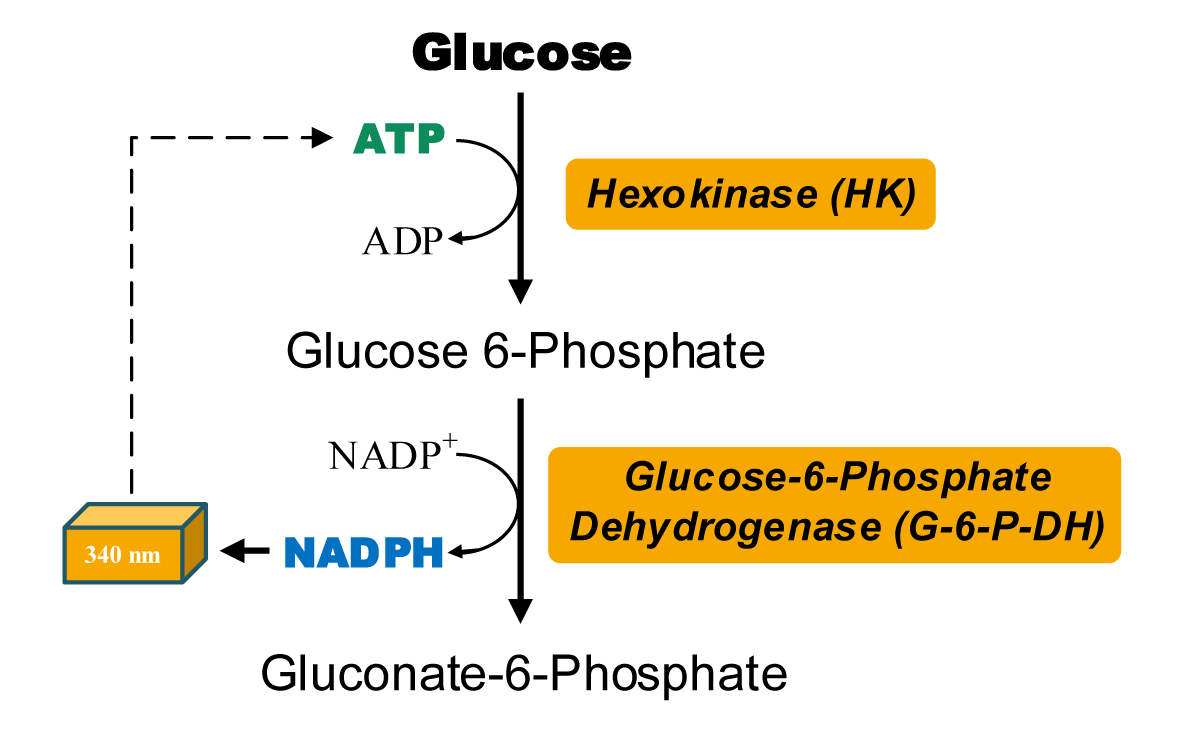 ATP含量檢測(cè)試劑盒圖2 ATP含量檢測(cè)試劑盒圖2