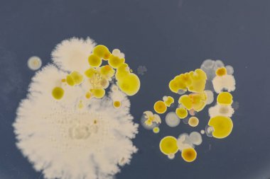 水土中總磷酸鹽含量檢測試劑盒圖1 水土中總磷酸鹽含量檢測試劑盒圖1
