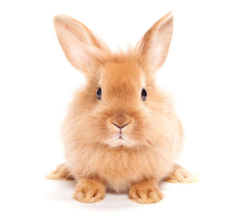 兔(Rabbit)三磷酸腺苷(ATP)ELISA檢測試劑盒圖1 兔(Rabbit)三磷酸腺苷(ATP)ELISA檢測試劑盒圖1
