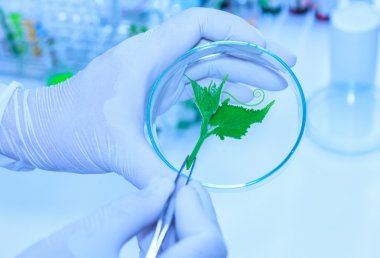 植物總酚含量檢測試劑盒說明書圖1