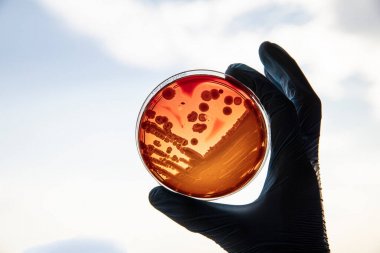 谷氨酸含量檢測試劑盒圖1