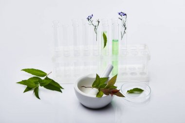 植物過氧化氫酶3(CAT3)ELISA試劑盒 植物過氧化氫酶3(CAT3)ELISA試劑盒